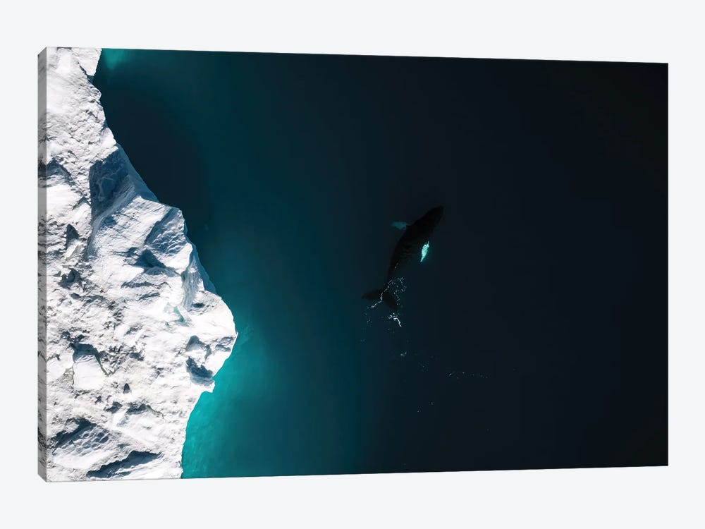 Lone Humpback Whale In Front Of A Glacier In Greenland by Michael Schauer 1-piece Canvas Artwork