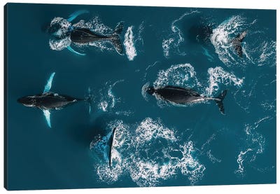 School Of Humpback Whales From Above Canvas Art Print - Aerial Photography