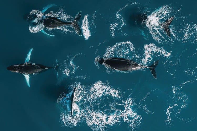 School Of Humpback Whales From Above