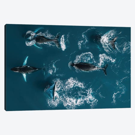 School Of Humpback Whales From Above Canvas Print #SCE157} by Michael Schauer Canvas Print