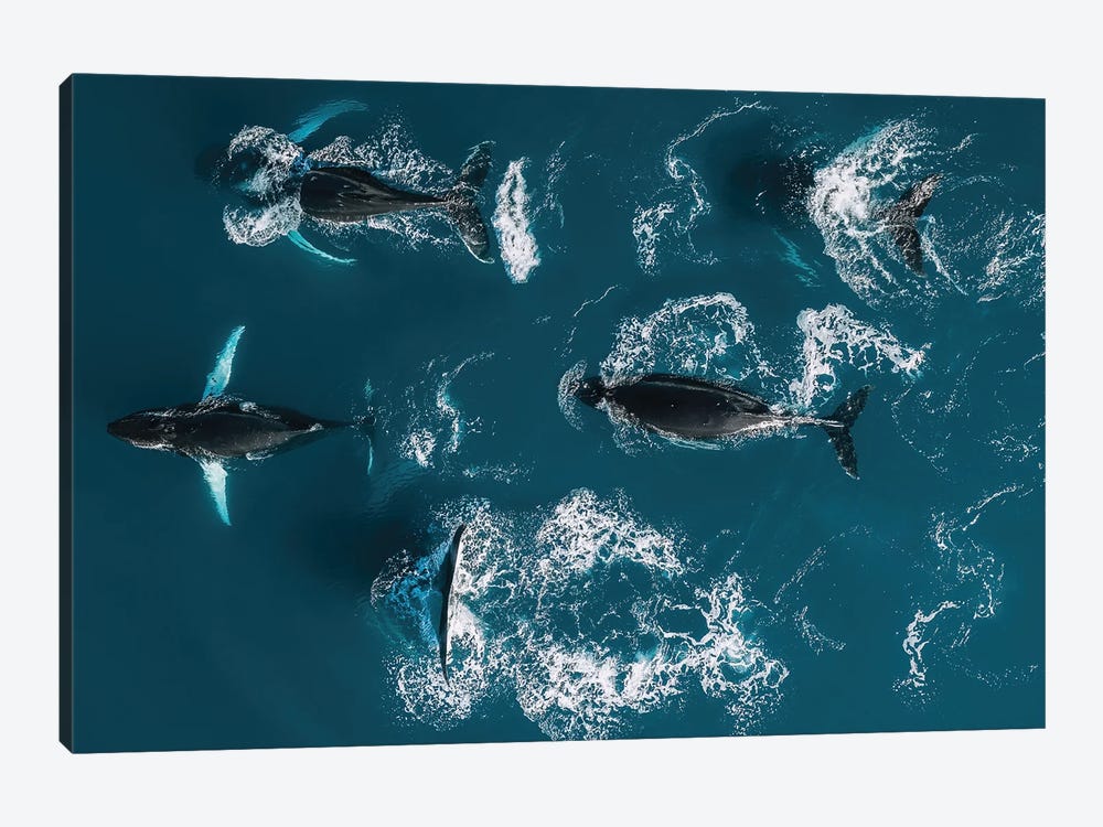 School Of Humpback Whales From Above by Michael Schauer 1-piece Canvas Print