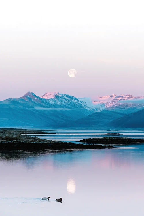 Ducks Swimming In Front Of A Mountain And Moonrise Background In Iceland