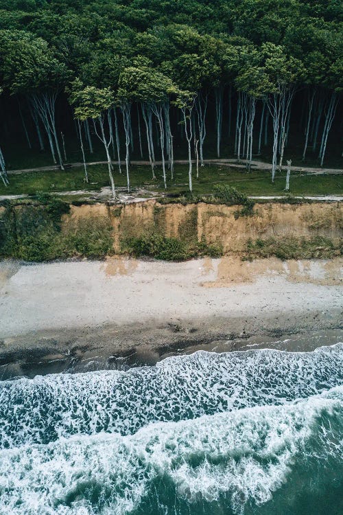 Forest On The Beach During A Stormy Day