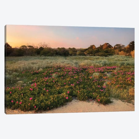 Field Of Flowers Blossoming In The Sunset On The Portugese Coast Canvas Print #SCE255} by Michael Schauer Canvas Artwork