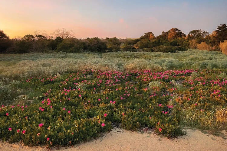 Field Of Flowers Blossoming In The Sunset On The Portugese Coast