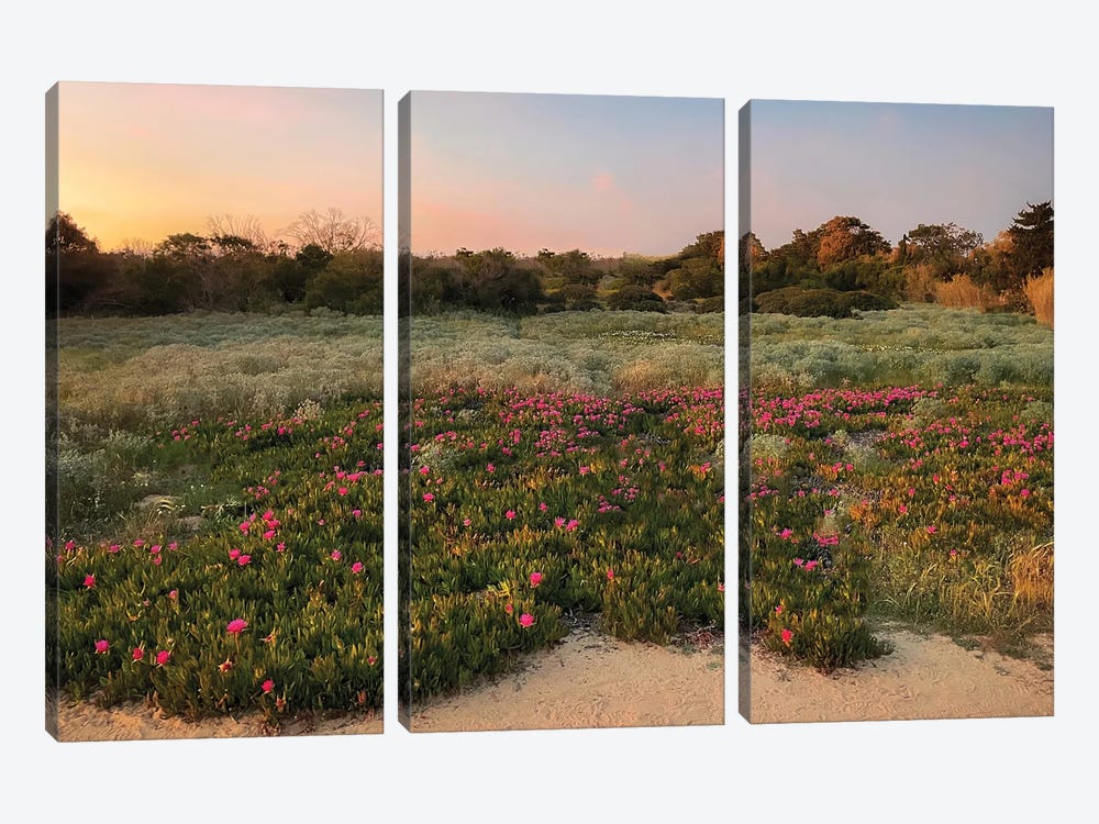 Field Of Flowers Blossoming In The Sunset On The Portugese Coast by Michael Schauer 3-piece Canvas Art Print