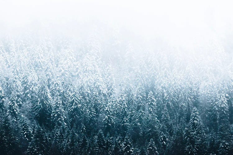 Minimalist Forest In Winter In Germany