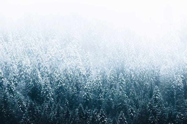 Michael Schauer: Minimalist Forest In Winter In Germany by Michael Schauer