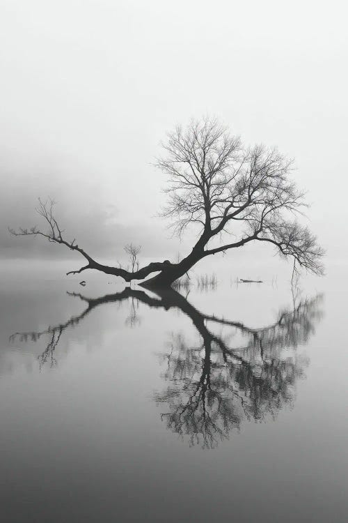 Minimalist Black And White Photograph Of A Tree Reflection In A Calm Lake