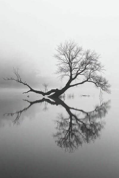 Michael Schauer: Minimalist Black And White Photograph Of A Tree Reflection In A Calm Lake by Michael Schauer