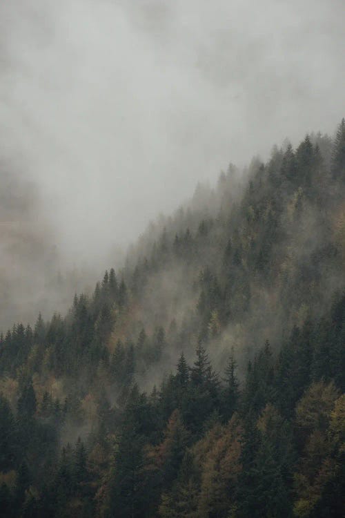 Foggy Mountain Forest