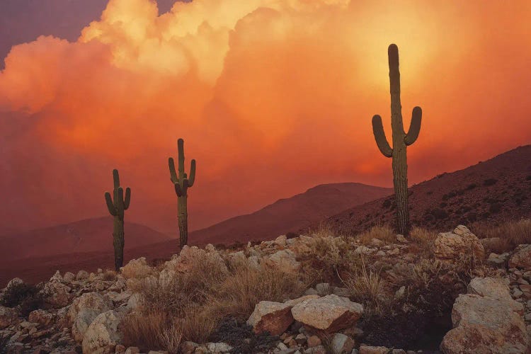 Golden Desert Sunset With Cacti In America by Michael Schauer wall art