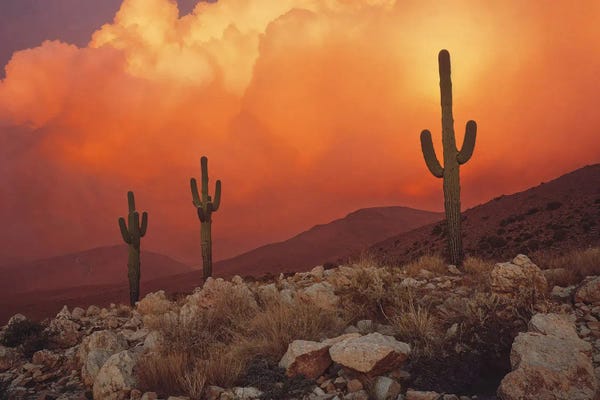 Michael Schauer: Golden Desert Sunset With Cacti In America by Michael Schauer