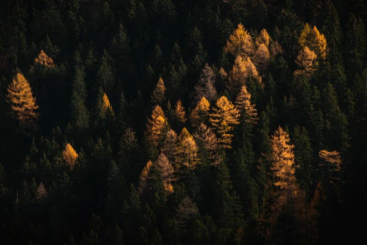 Autumn Forest With Golden Trees In Italy
