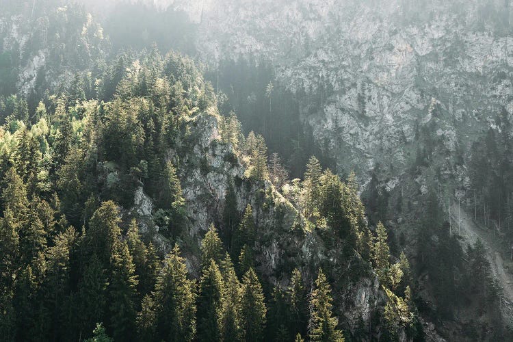 Mountain Forest On A Sunny Hazy Day