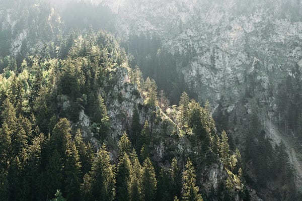 Michael Schauer: Mountain Forest On A Sunny Hazy Day by Michael Schauer