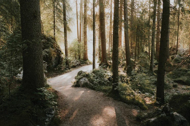 Magical Forest During A Golden Morning Sunrise