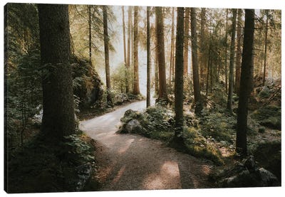 Magical Forest During A Golden Morning Sunrise Canvas Art Print - Michael Schauer