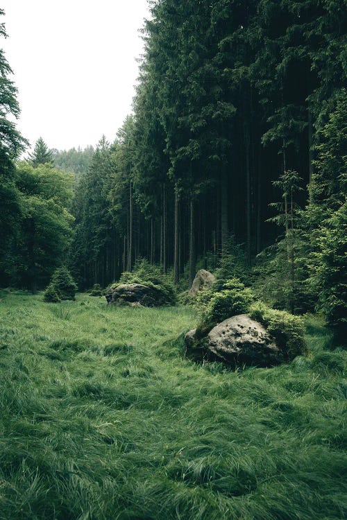 Magical Meadow In A Forest