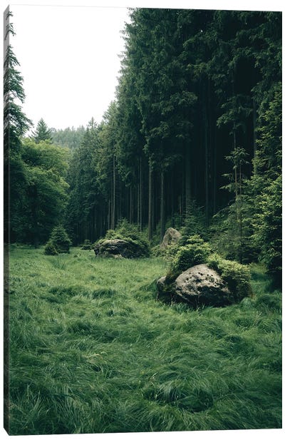 Magical Meadow In A Forest Canvas Art Print - Michael Schauer