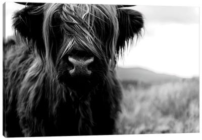 Portrait Of A Young Wooly Scottish Highland Cattle - Black And White Canvas Art Print - United Kingdom Art