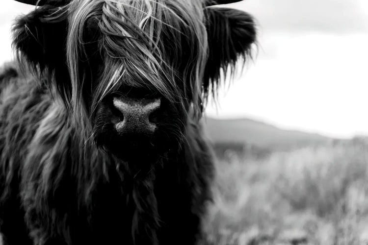 Portrait Of A Young Wooly Scottish Highland Cattle - Black And White