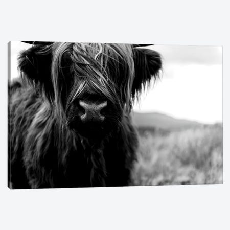 Portrait Of A Young Wooly Scottish Highland Cattle - Black And White Canvas Print #SCE39} by Michael Schauer Canvas Art Print