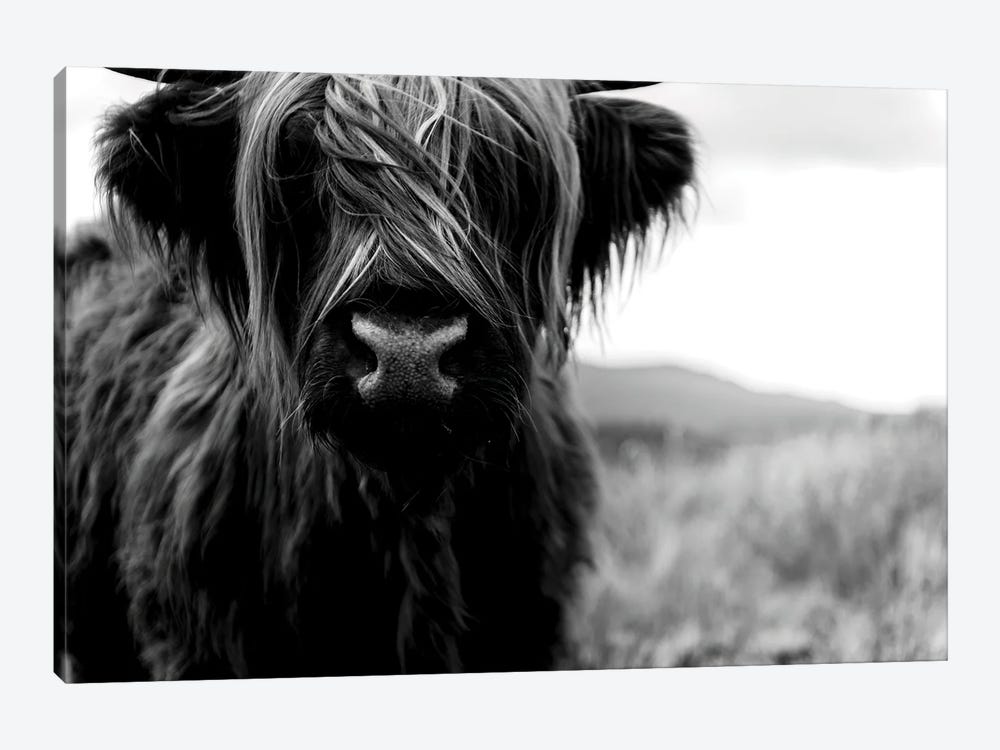 Portrait Of A Young Wooly Scottish Highland Cattle - Black And White by Michael Schauer 1-piece Canvas Art