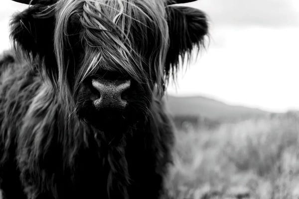 Scotland: Portrait Of A Young Wooly Scottish Highland Cattle - Black And White by Michael Schauer