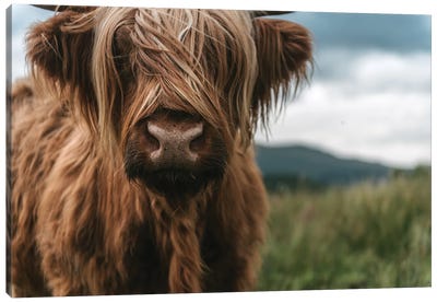 Portrait Of A Young Scottish Wooly Highland Cattle Canvas Art Print - United Kingdom Art