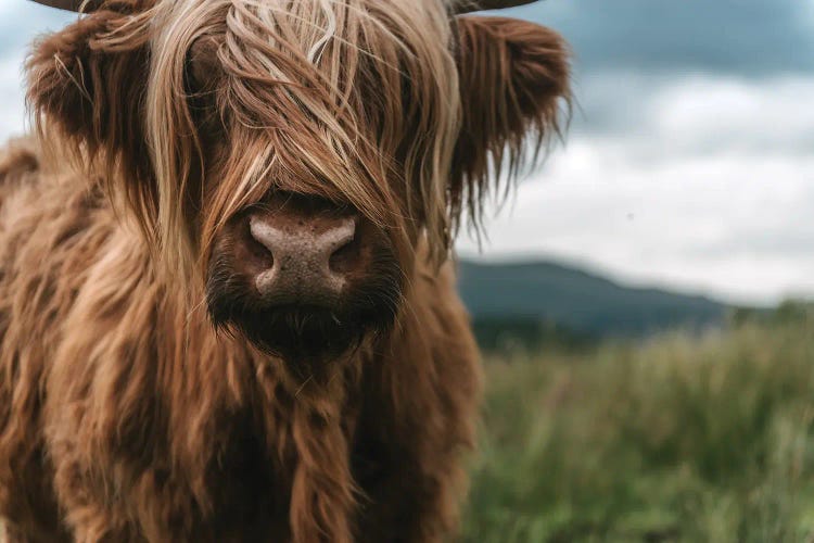 Portrait Of A Young Scottish Wooly Highland Cattle