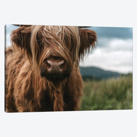 Portrait Of A Young Scottish Wooly Highland Cattle Canvas Print #SCE40} by Michael Schauer Canvas Art
