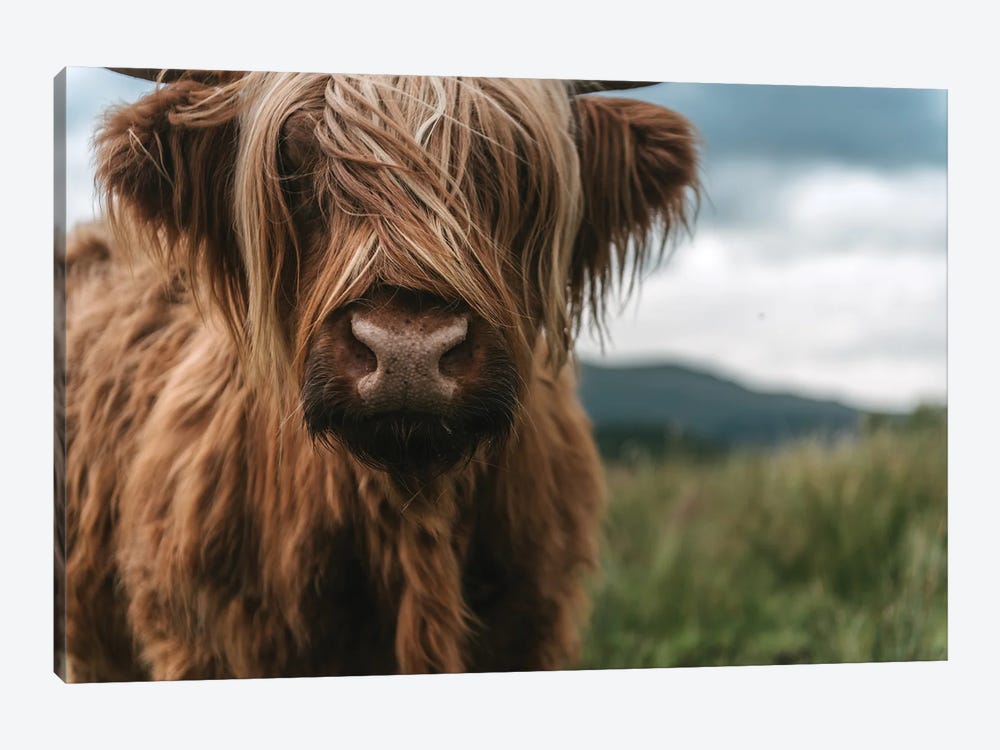 Portrait Of A Young Scottish Wooly Highland Cattle by Michael Schauer 1-piece Canvas Artwork