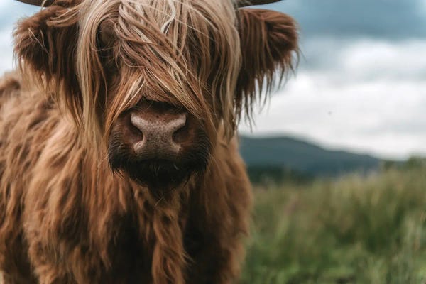 Michael Schauer: Portrait Of A Young Scottish Wooly Highland Cattle by Michael Schauer