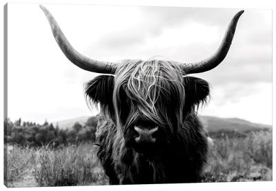 Portrait Of A Scottish Wooly Highland Cow In Scotland - Black And White Canvas Art Print - Scotland Art