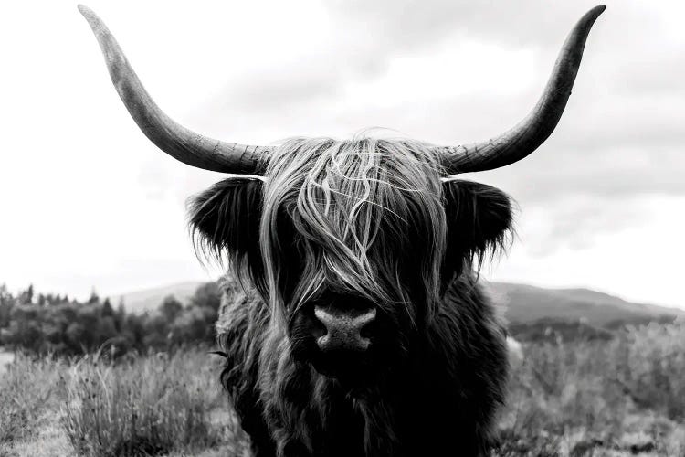 Portrait Of A Scottish Wooly Highland Cow In Scotland - Black And White