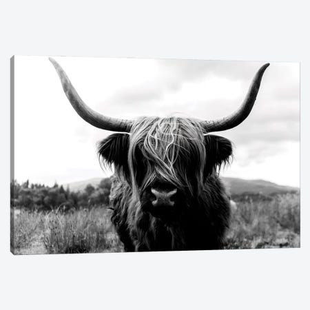 Portrait Of A Scottish Wooly Highland Cow In Scotland - Black And White Canvas Print #SCE43} by Michael Schauer Canvas Art