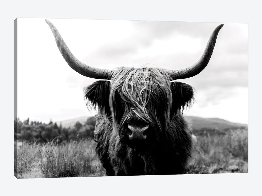 Portrait Of A Scottish Wooly Highland Cow In Scotland - Black And White by Michael Schauer 1-piece Canvas Print