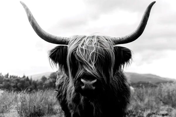 Scotland: Portrait Of A Scottish Wooly Highland Cow In Scotland - Black And White by Michael Schauer