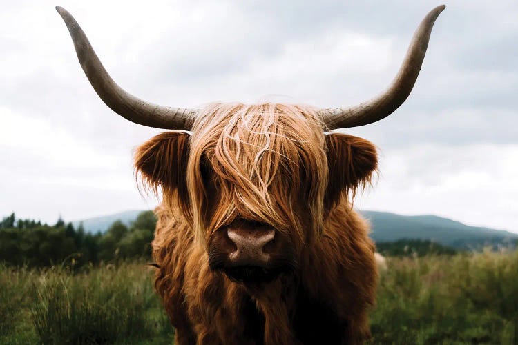 Portrait Of A Scottish Wooly Highland Cow In Scotland