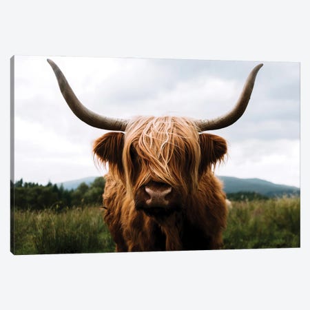 Portrait Of A Scottish Wooly Highland Cow In Scotland Canvas Print #SCE44} by Michael Schauer Art Print