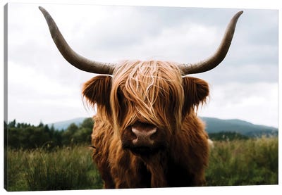 Portrait Of A Scottish Wooly Highland Cow In Scotland Canvas Art Print - United Kingdom Art