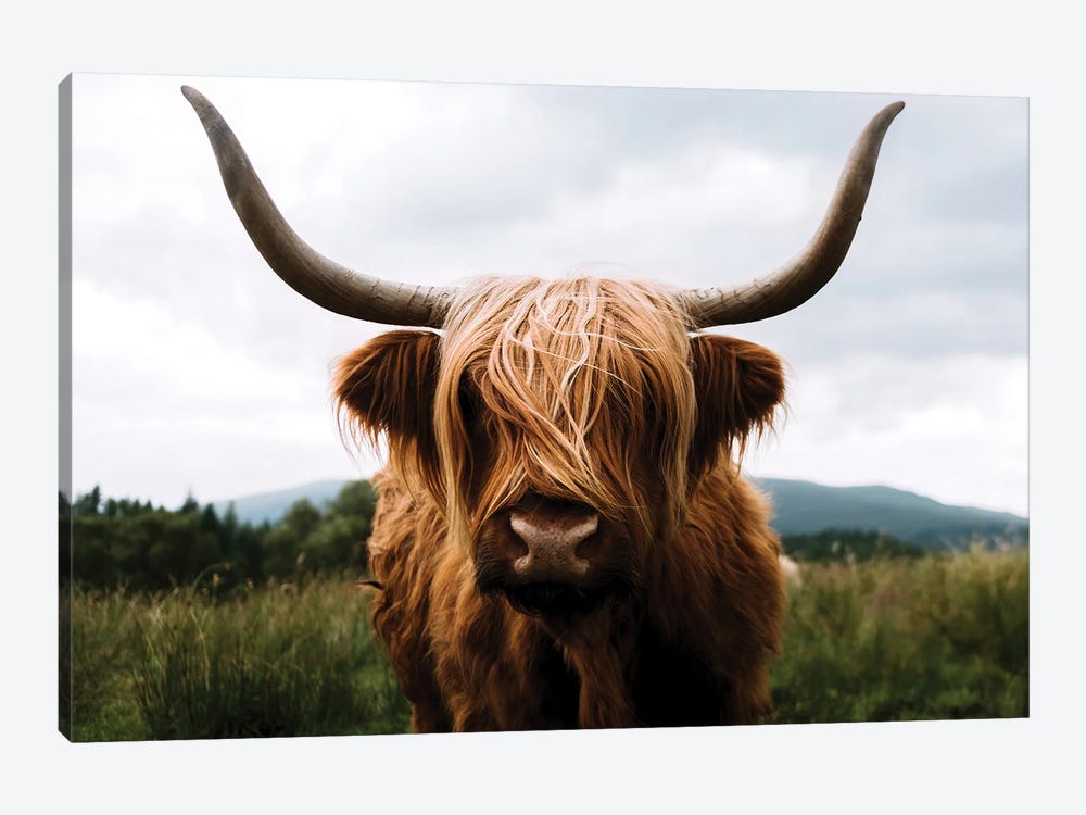 Portrait Of A Scottish Wooly Highland Cow In Scotland by Michael Schauer 1-piece Canvas Wall Art
