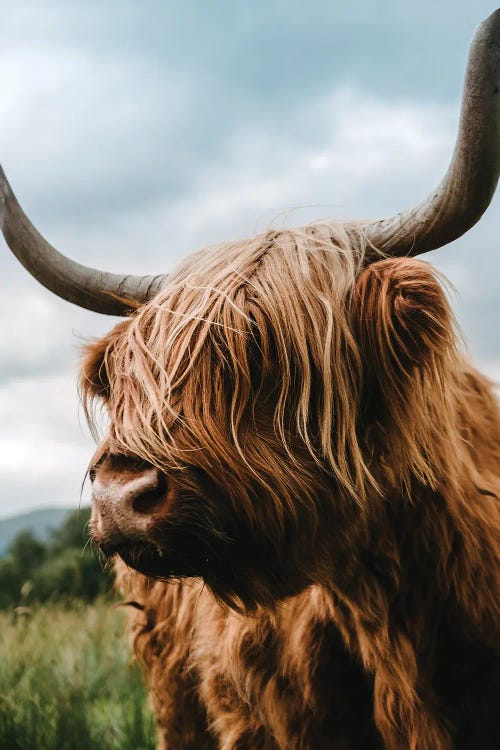 Portrait Of A Scottish Wooly Highland Cow In Scotland