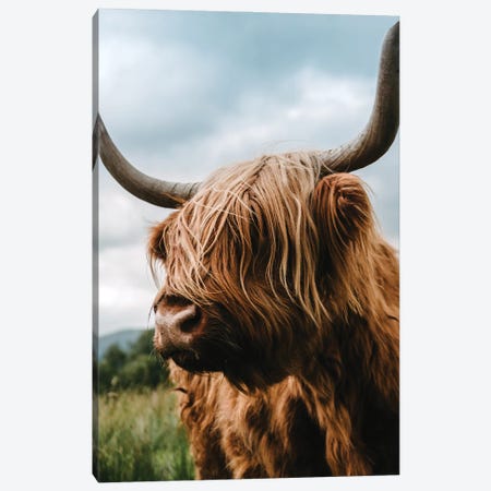 Portrait Of A Scottish Wooly Highland Cow In Scotland Canvas Print #SCE45} by Michael Schauer Canvas Print