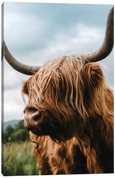 Portrait Of A Scottish Wooly Highland Cow In Scotland Canvas Art Print - Michael Schauer