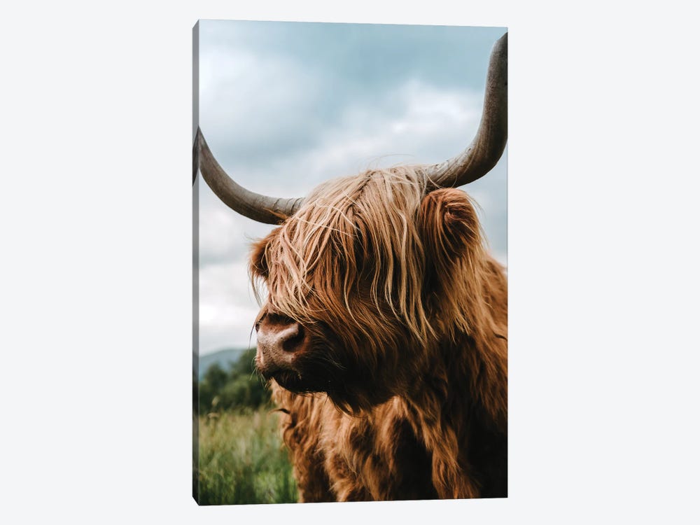 Portrait Of A Scottish Wooly Highland Cow In Scotland by Michael Schauer 1-piece Canvas Art Print
