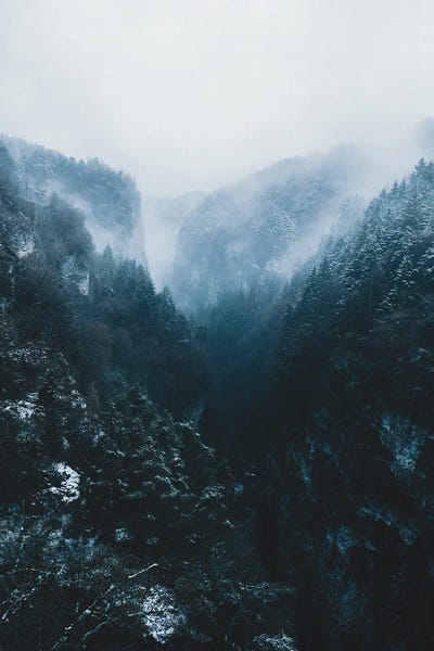 Michael Schauer: Forest Mountain Canyon In The Italian Dolomites by Michael Schauer
