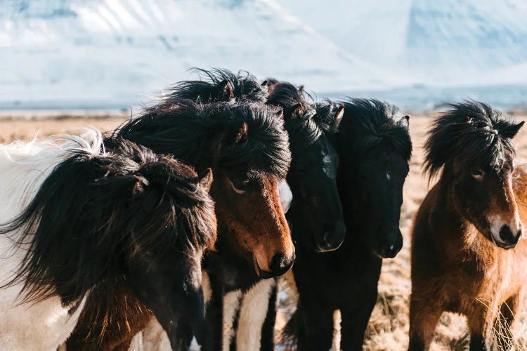 A Flock Of Horses In The Icelandic Planes