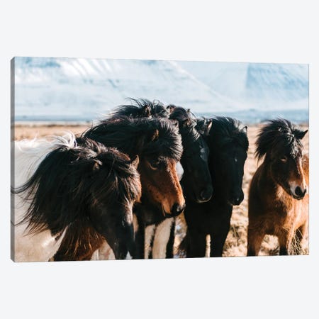 A Flock Of Horses In The Icelandic Planes Canvas Print #SCE57} by Michael Schauer Canvas Art